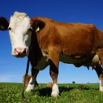 Lab grown beef can put cows out to pasture